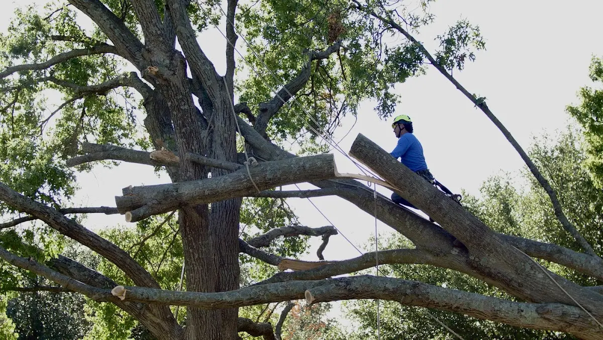 Professional Crown Thinning performed by certified arborists in Girardville